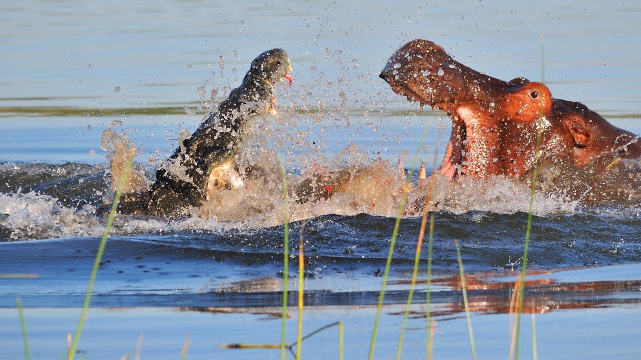 Animal Battles: Hippo vs Croc and Lion vs Bear
