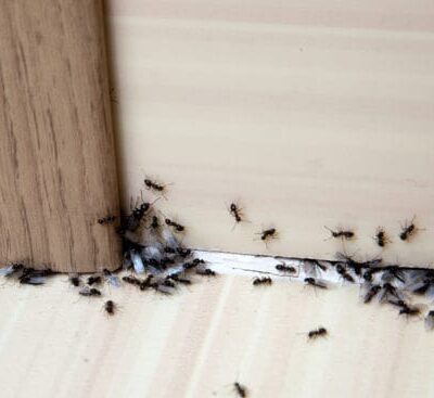 6 Tips For Getting Rid of Ants in Your Home