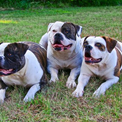 10 Fun Bulldog Facts!