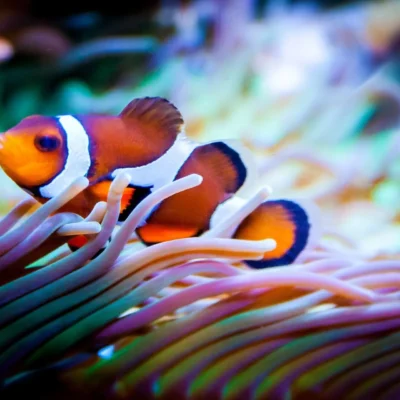 What Do Clownfish Eat?